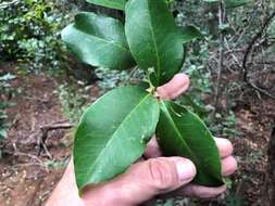 Image of Croton acronychioides F. Muell.