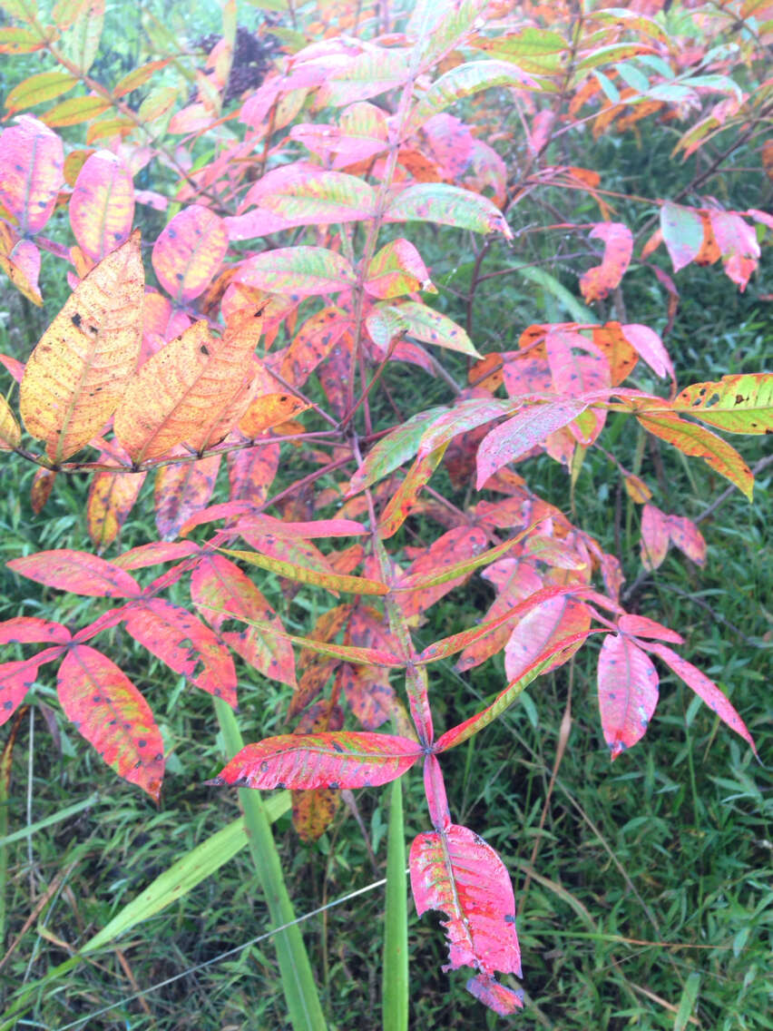 Rhus copallina L. resmi