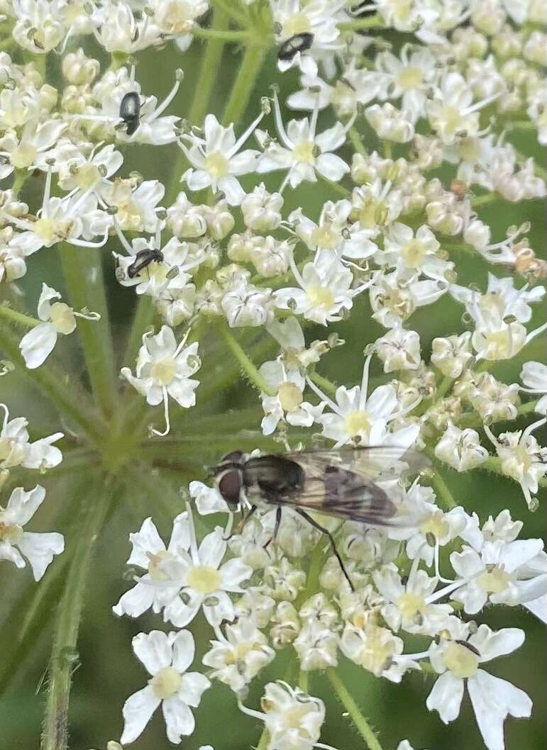 Leucozona laternaria (Muller 1776) resmi