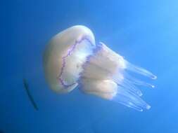 Image of barrel jellyfish