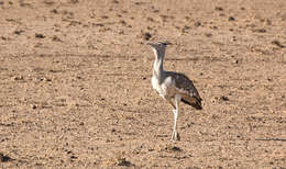 Image of Arabian Bustard