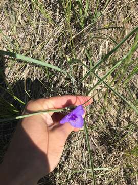 Imagem de Tradescantia occidentalis var. occidentalis