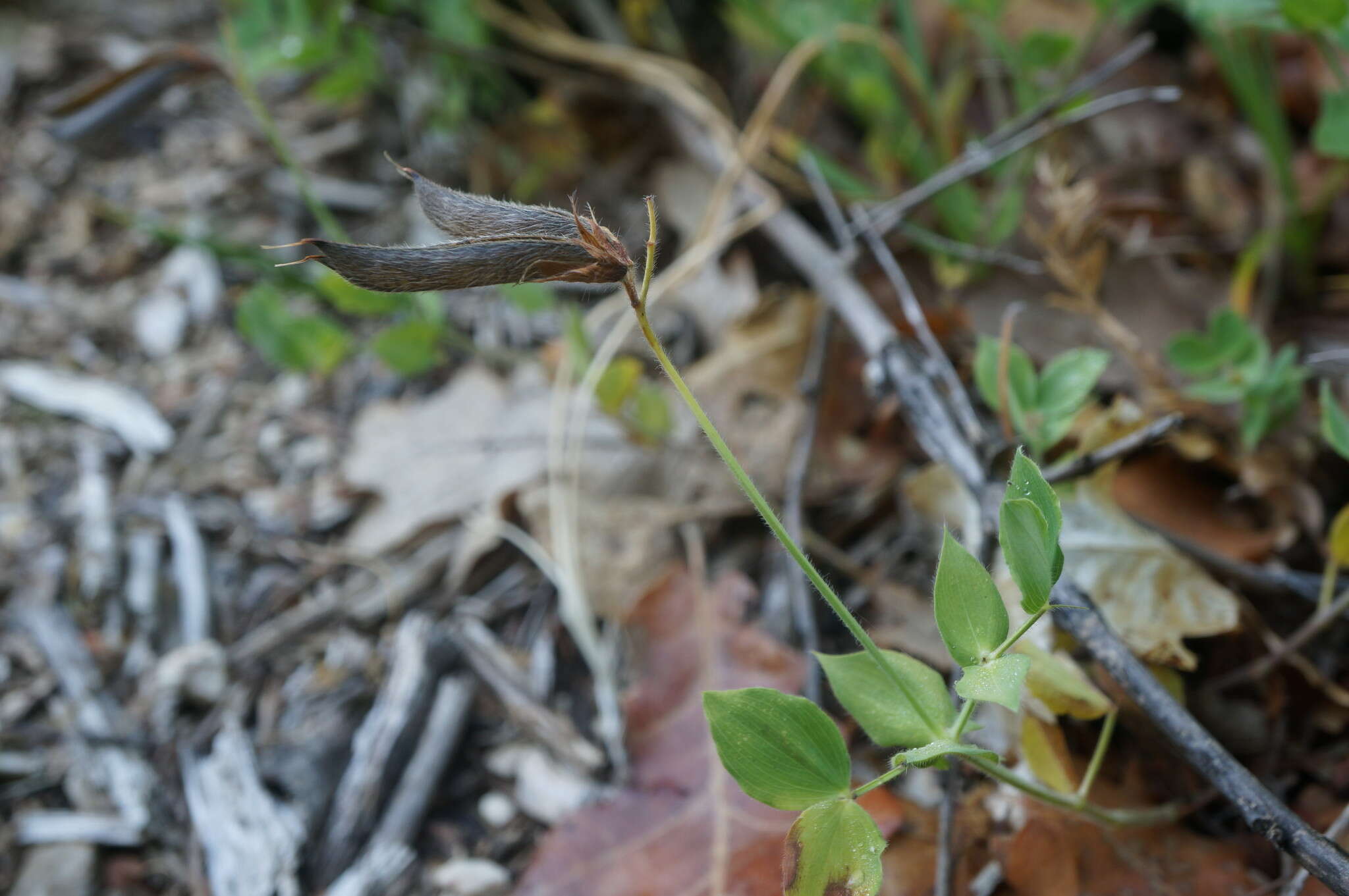 Image of Lathyrus laxiflorus (Desf.) Kuntze