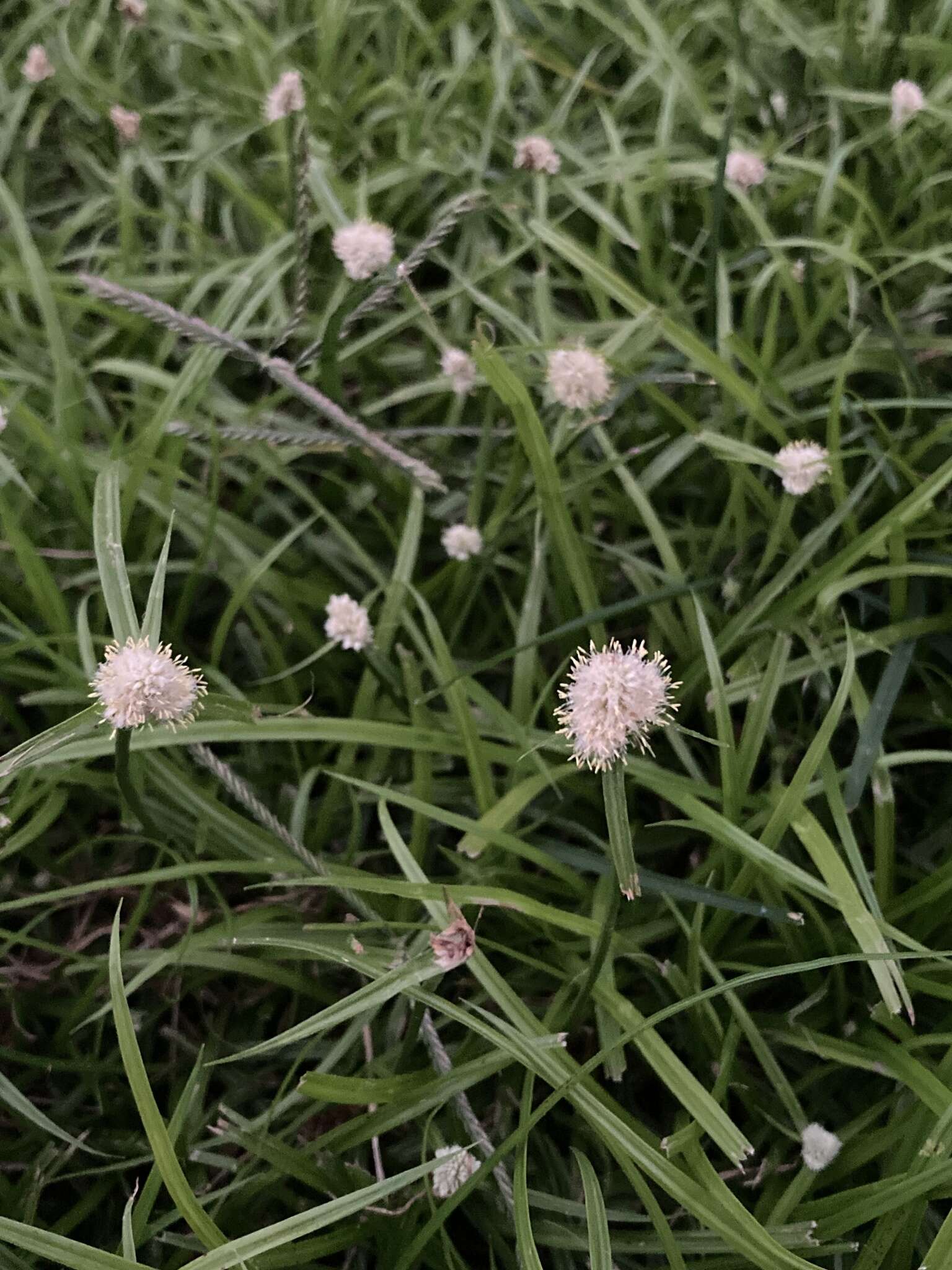 Image de Cyperus richardii Steud.