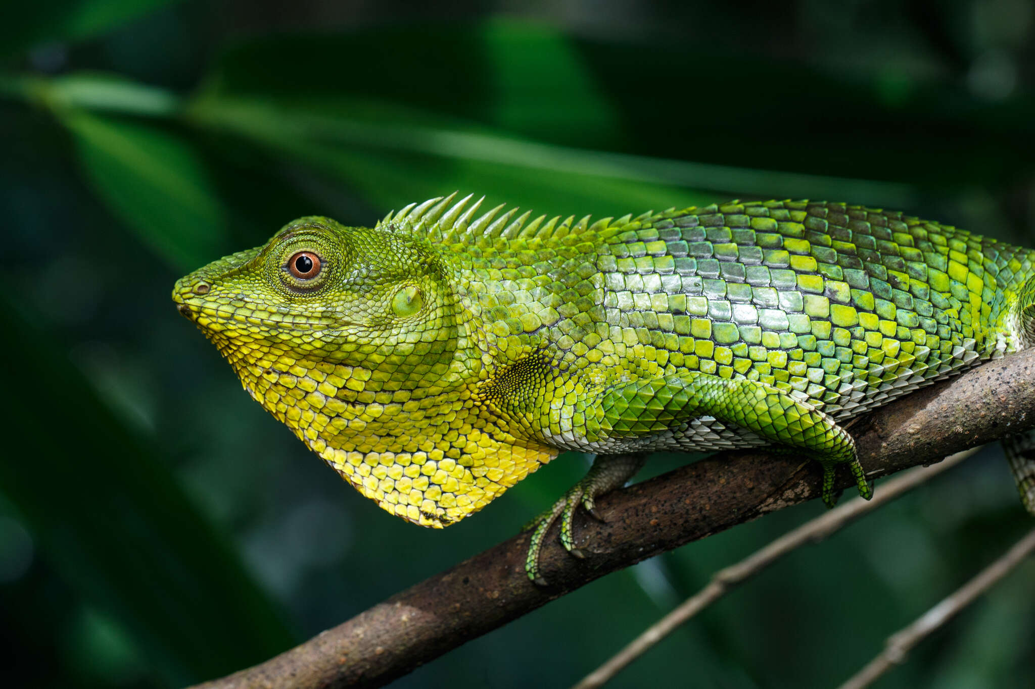 صورة Calotes nemoricola Jerdon 1853