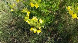 صورة Oenothera rhombipetala Nutt. ex Torr. & Gray