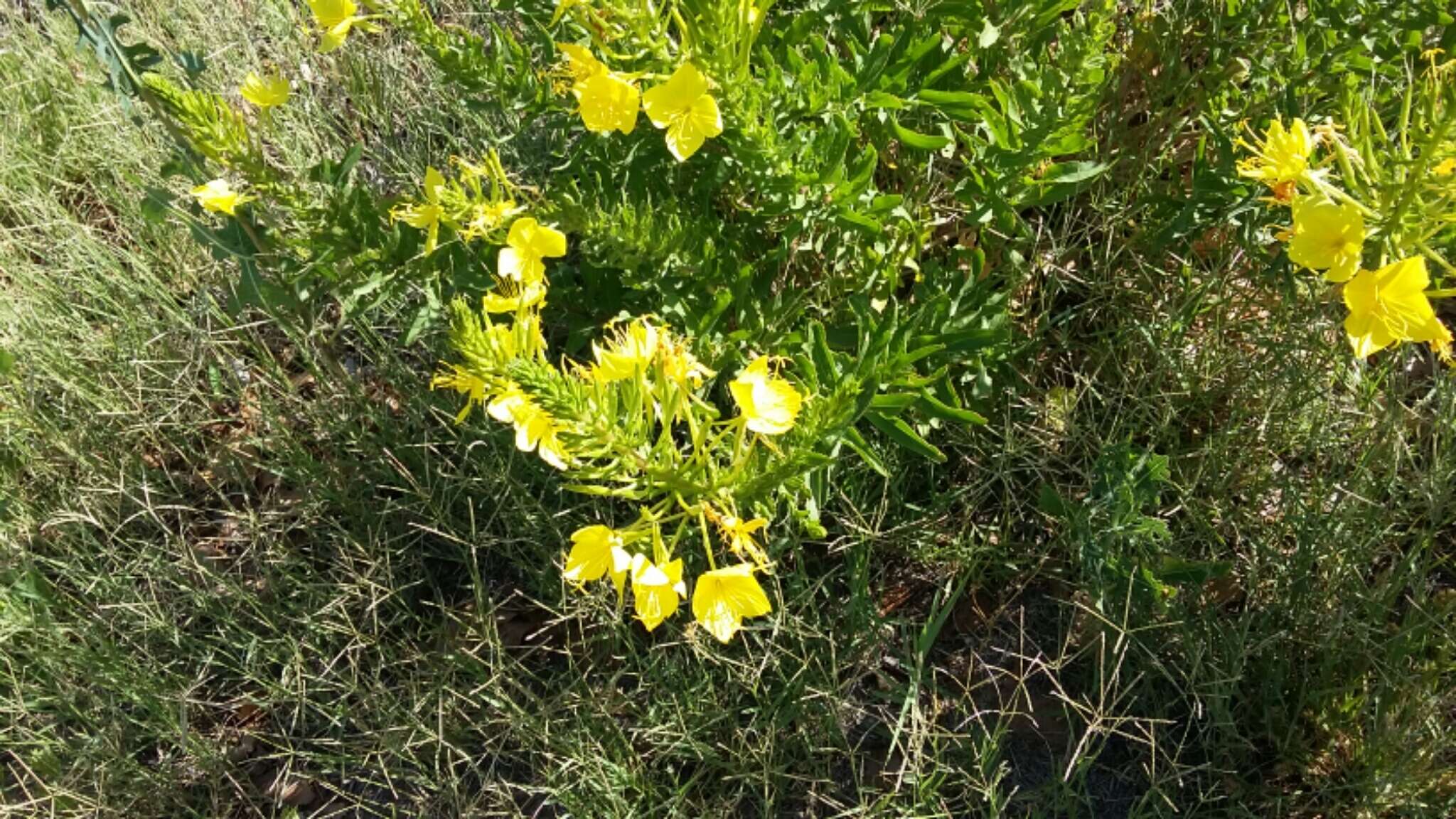 Imagem de Oenothera rhombipetala Nutt. ex Torr. & Gray