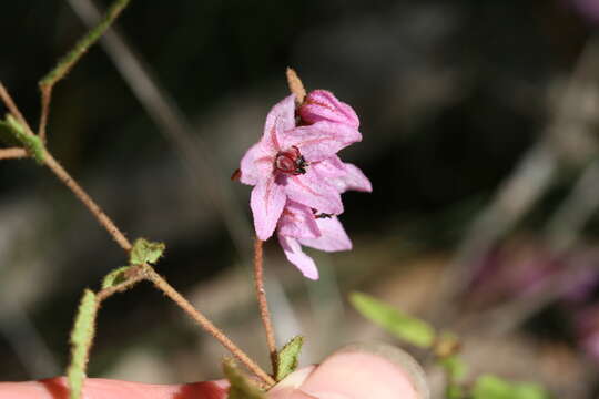 Image of Thomasia angustifolia Steud.