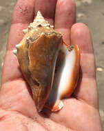 Image of Eastern Pacific fighting conch