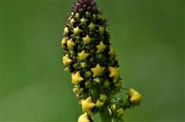 صورة Verbascum alpinum Turra