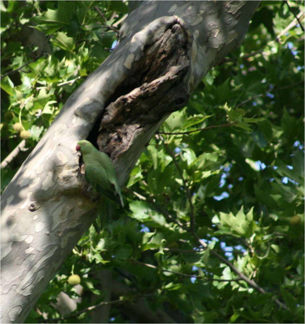 Image of Ring-necked Parakeet