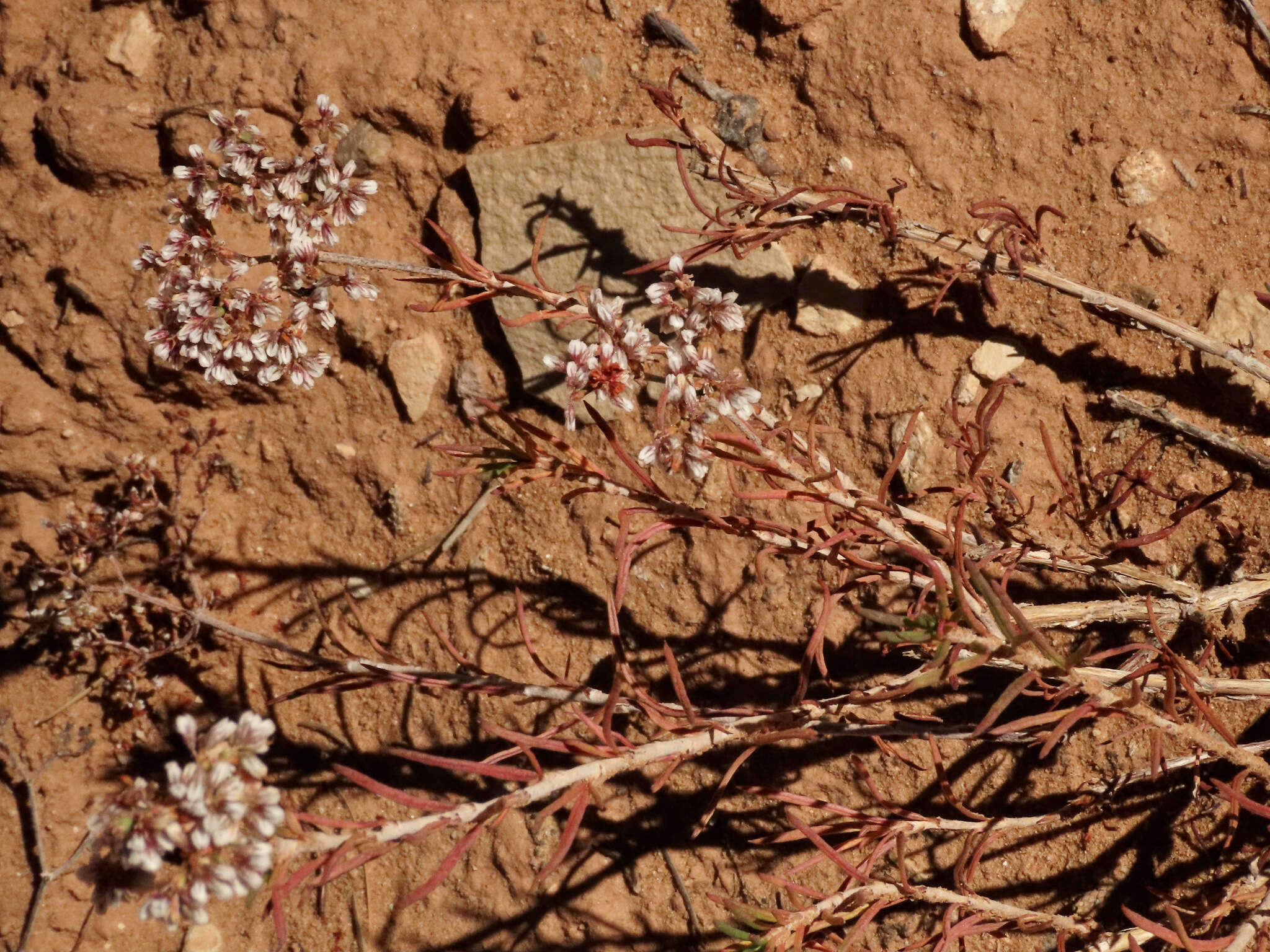 Imagem de Eriogonum leptophyllum (Torr. & Gray) Woot. & Standl.