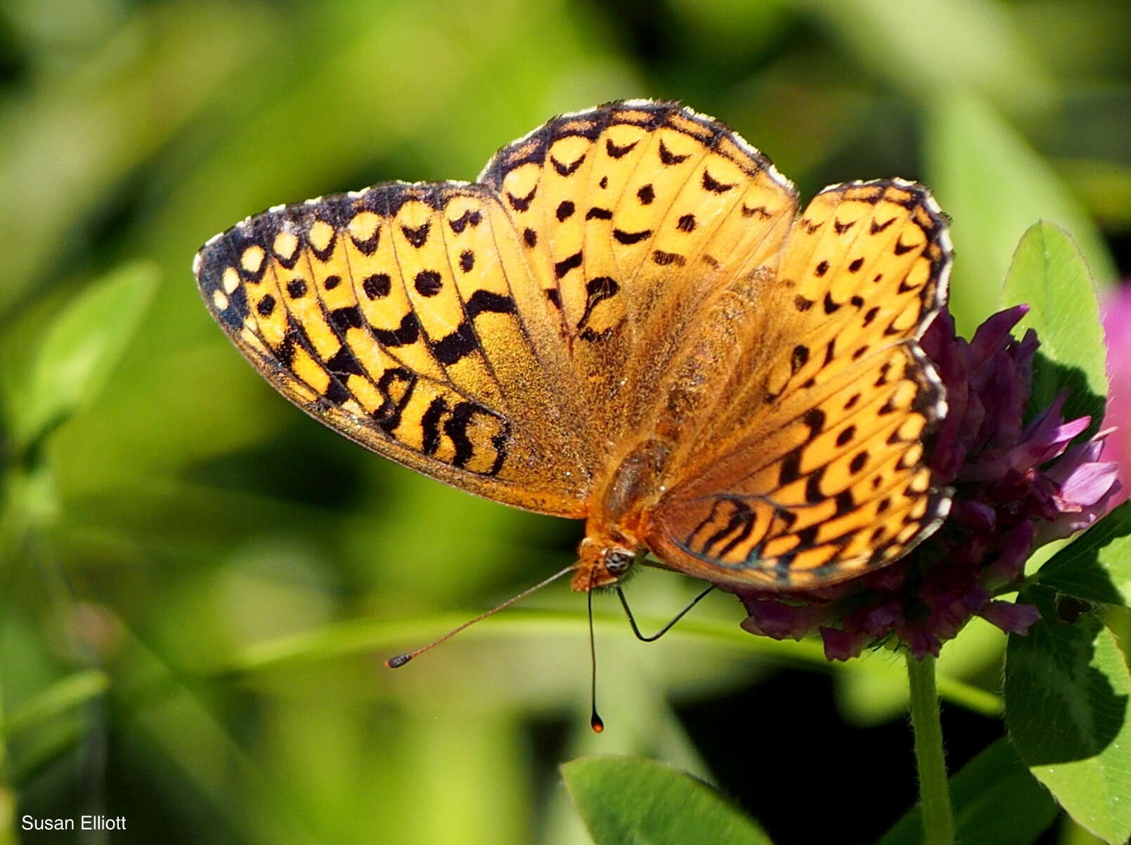 Image of Atlantis Fritillary