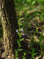 Scutellaria parvula Michx. resmi