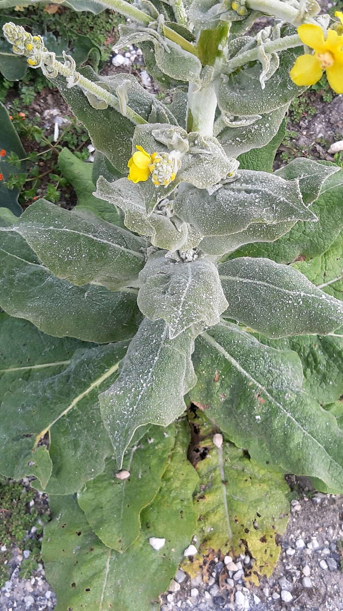 Image de Verbascum pulverulentum Vill.