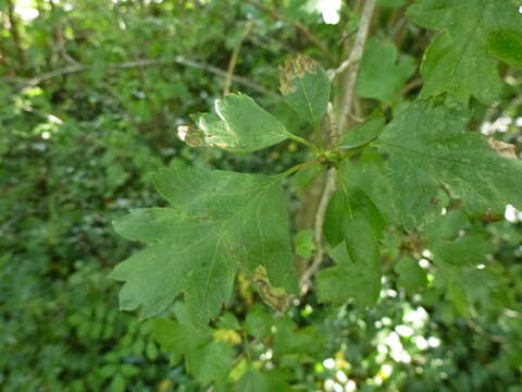 Imagem de Stigmella regiella (Herrich-Schäffer 1855) Vári 1944