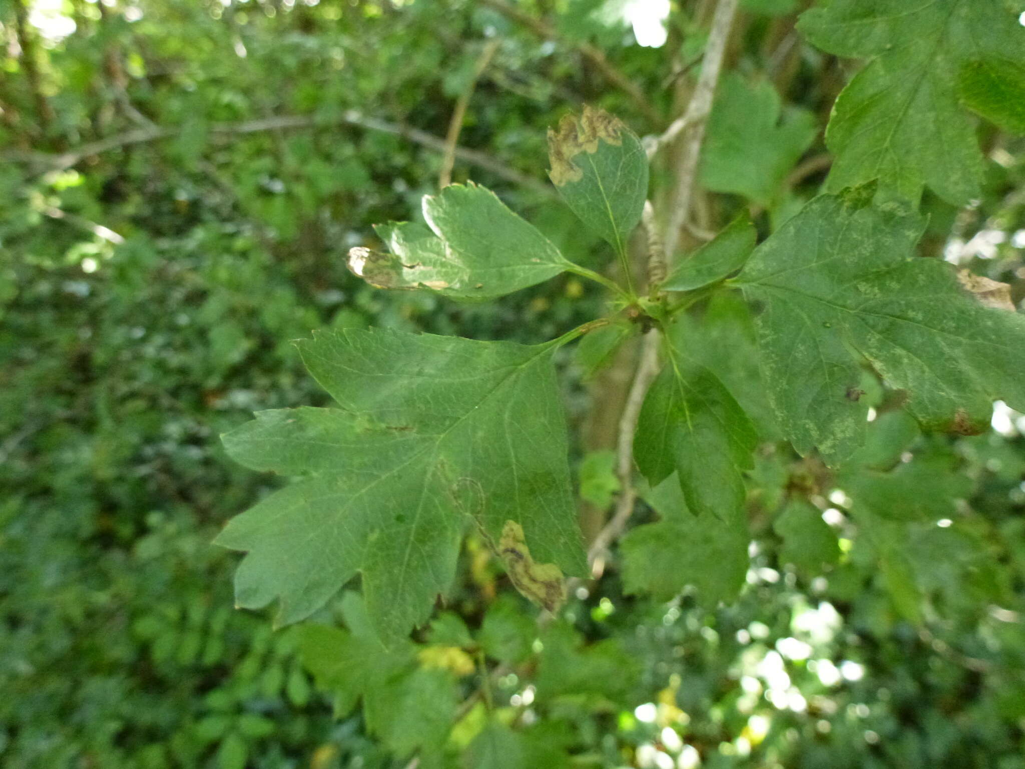 صورة Stigmella regiella (Herrich-Schäffer 1855) Vári 1944