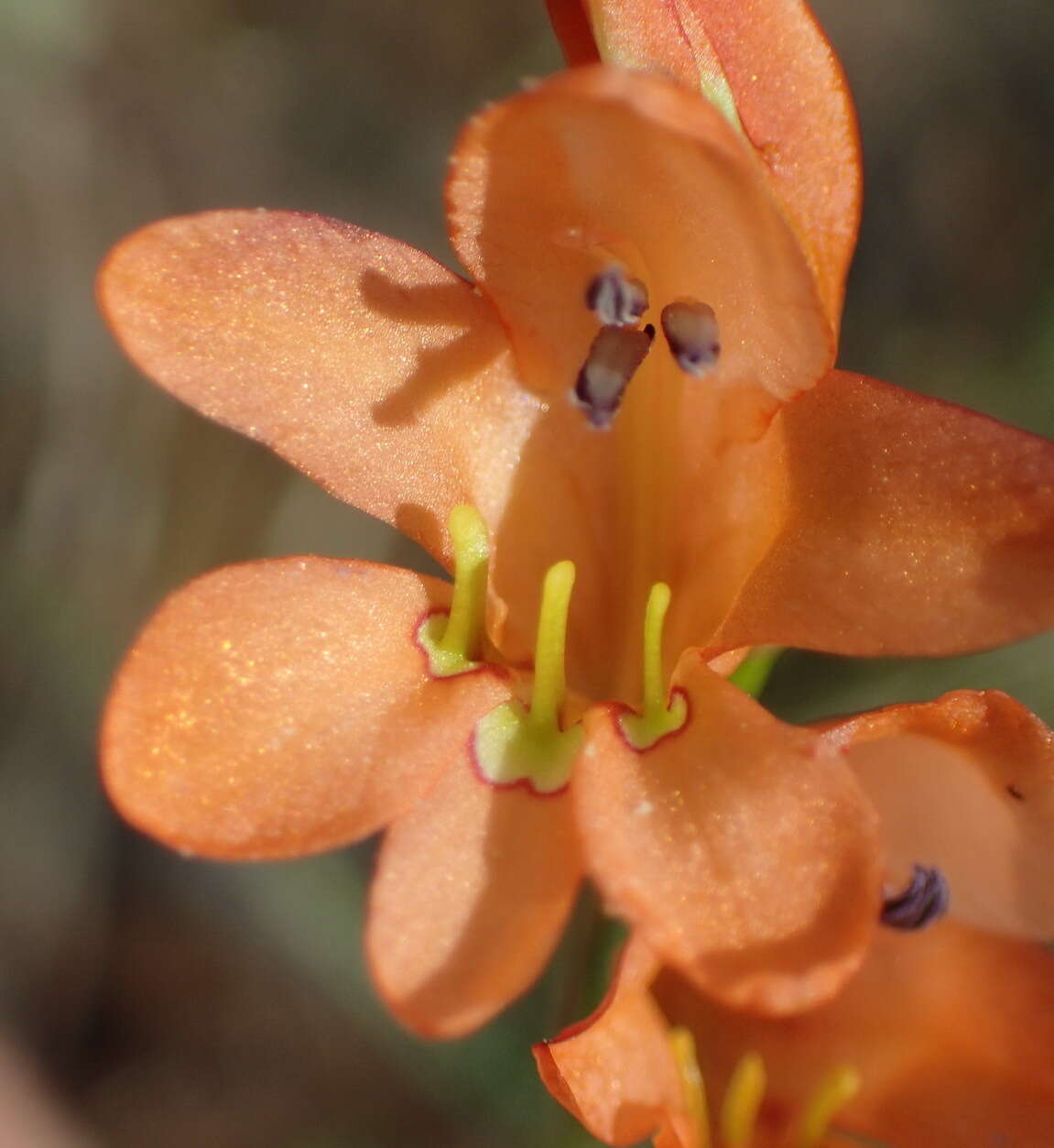 Image of Tritonia nelsonii Baker