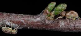 Image of Splendid tamarisk weevil