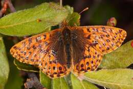 Image of Boloria alaskensis Holland 1900