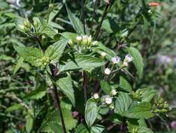 صورة Ageratina rothrockii (A. Gray) R. King & H. Rob.