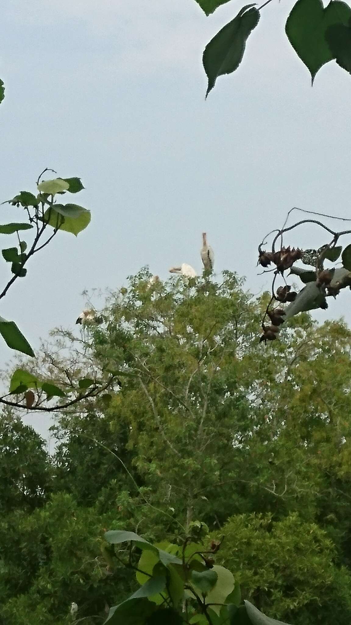 Image of Milky Stork