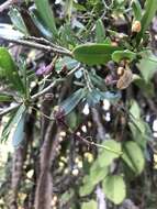 Image of Green-leaved wormbush