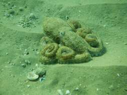 Image of Octopus berrima Stranks & Norman 1992