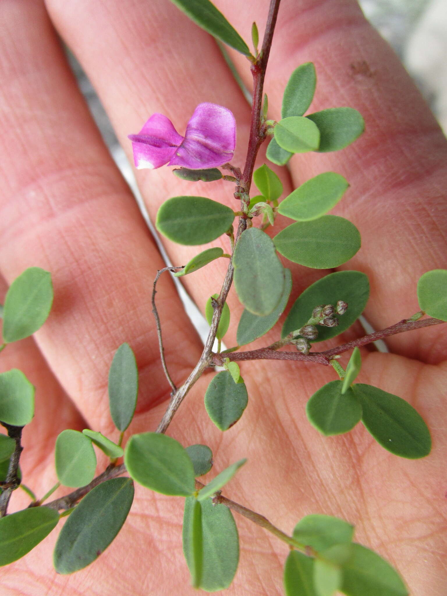 Image de Indigofera denudata Thunb.