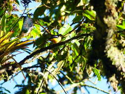 Image of Orange-bellied Euphonia