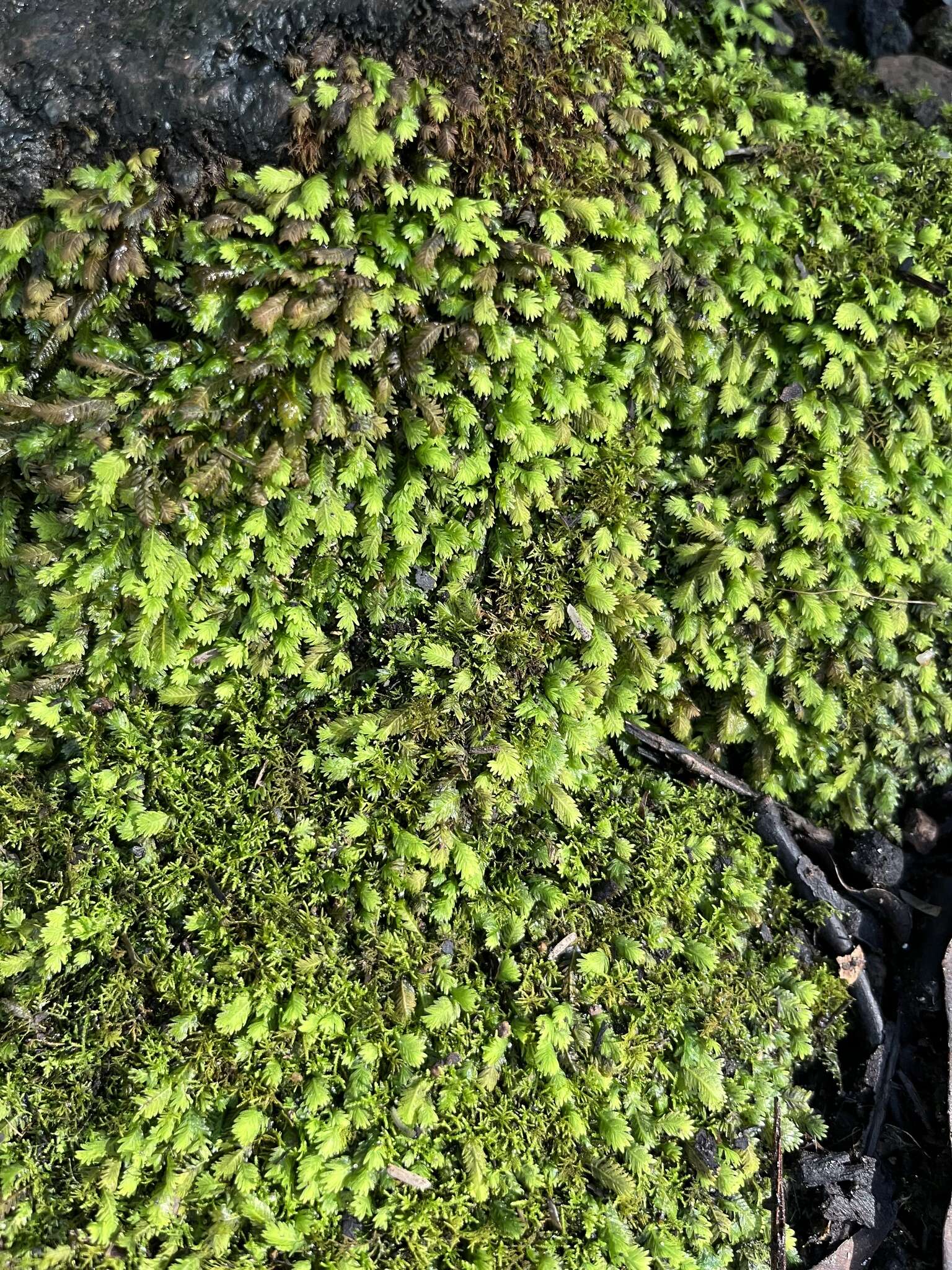 Image of asplenium fissidens moss