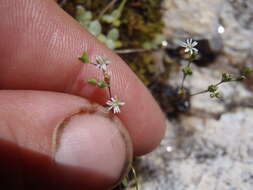 Image of canyon drymary