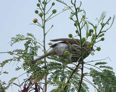 Image of Hartlaub's Babbler