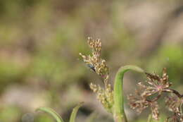 Image of mossgrass