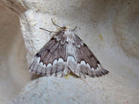 Image of False Hemlock Looper