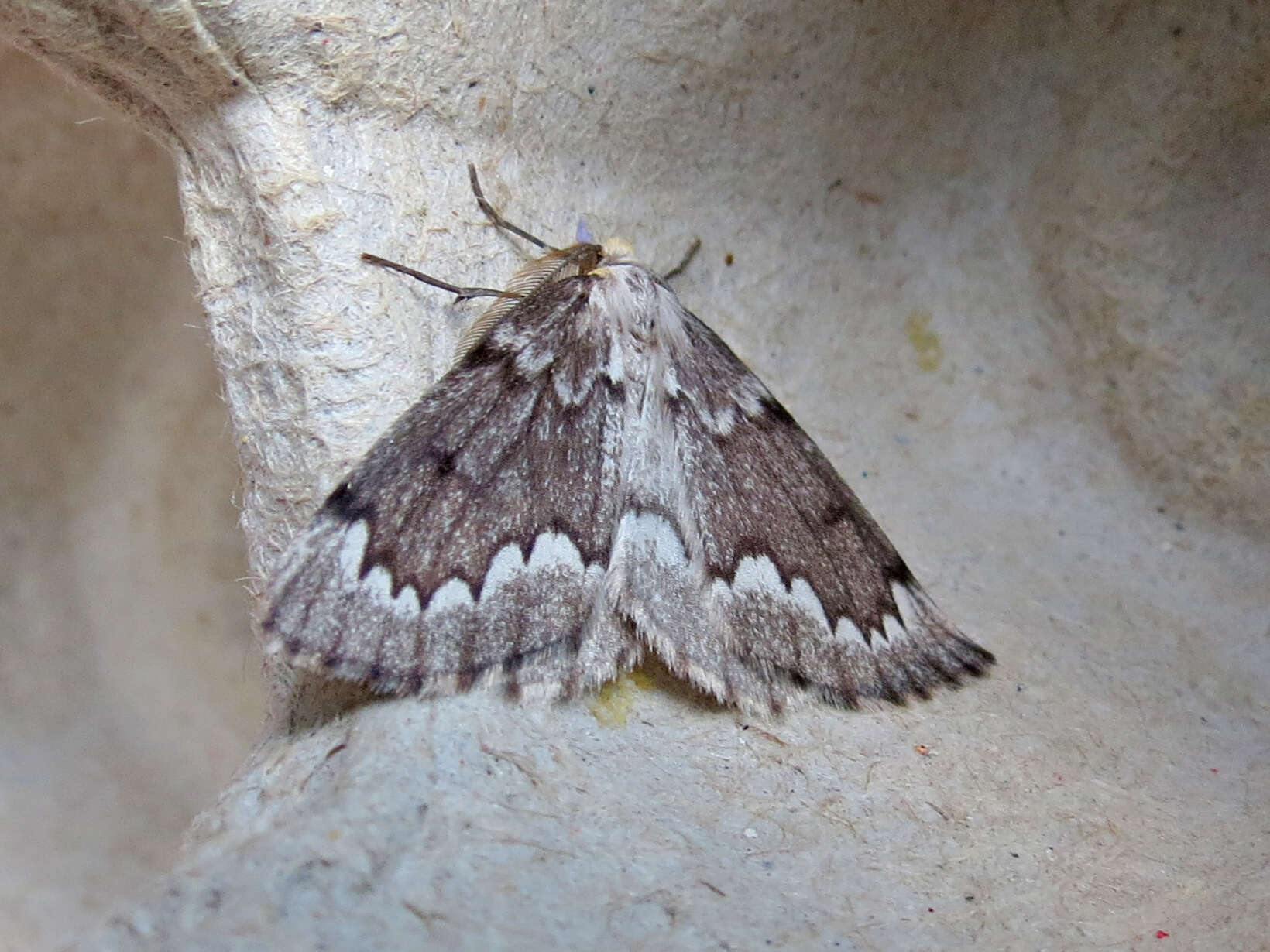 Image of False Hemlock Looper