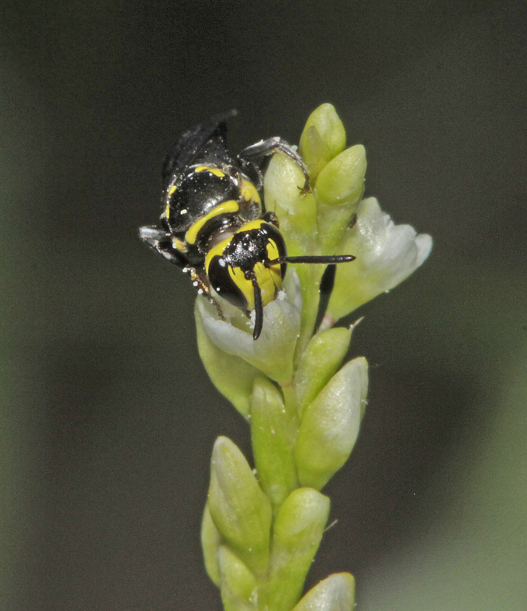 Image of Hemirhiza melliceps (Cockerell 1918)