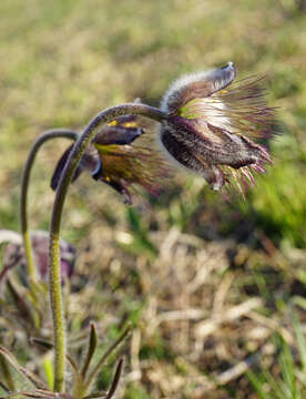 Image of Pulsatilla pratensis subsp. nigricans (Störcke) Zämelis