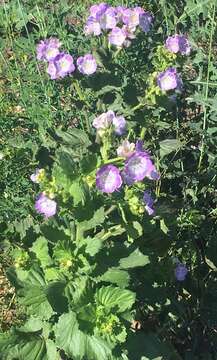 Phacelia grandiflora (Benth.) A. Gray的圖片