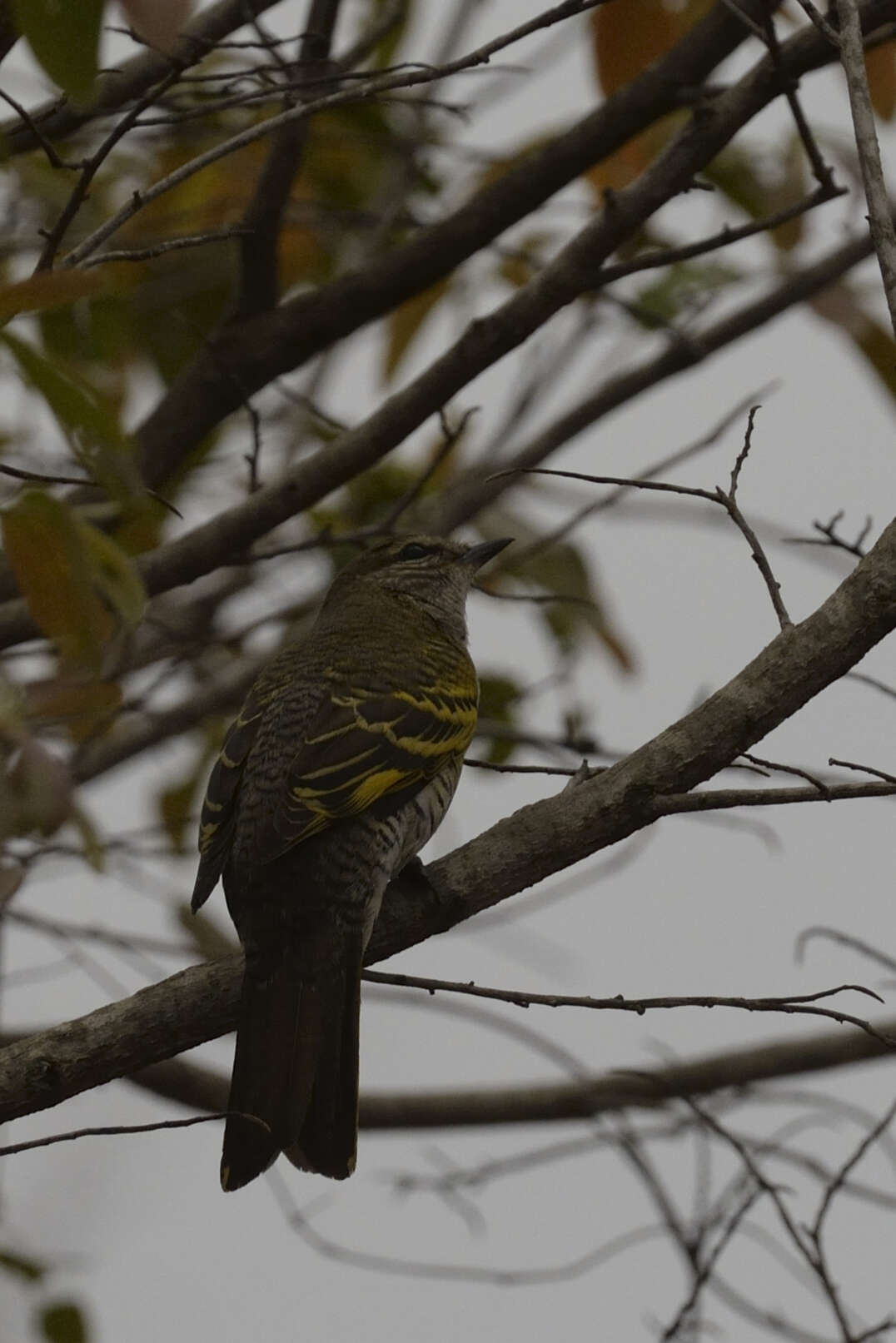 Image of Campephaga Vieillot 1816