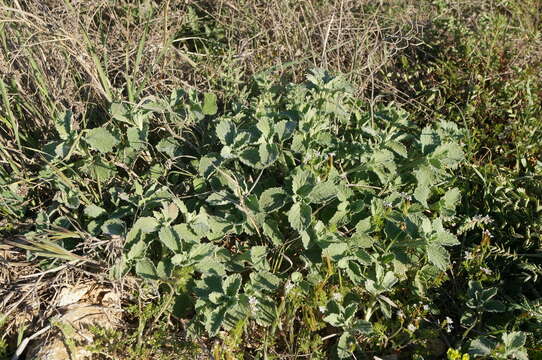 Image of horehound