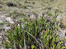 Image of Achyranthemum striatum