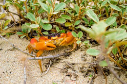 Image of Gecarcinus lateralis (Guérin 1832)