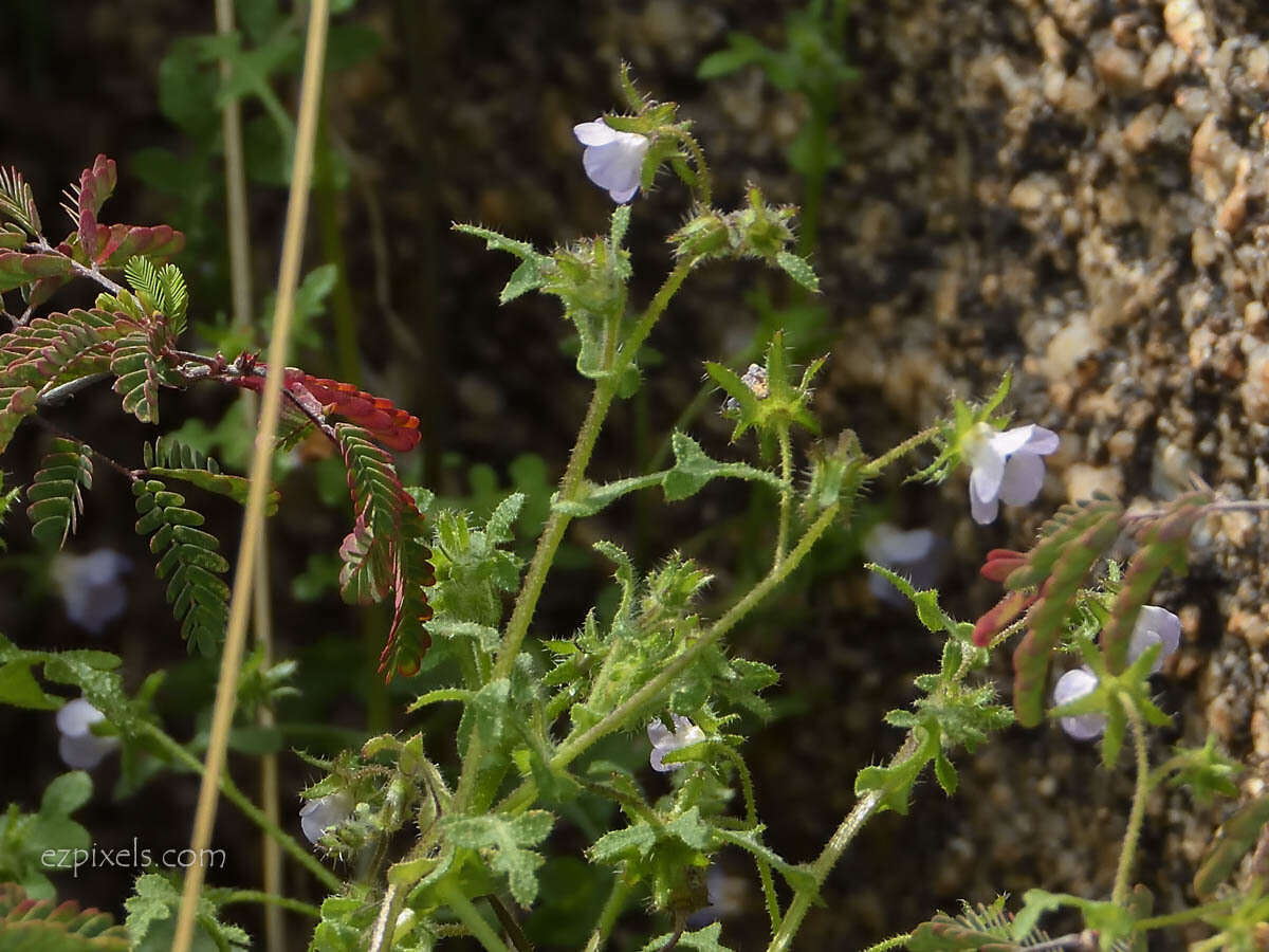 صورة Pholistoma auritum var. arizonicum (M. E. Jones) Constance