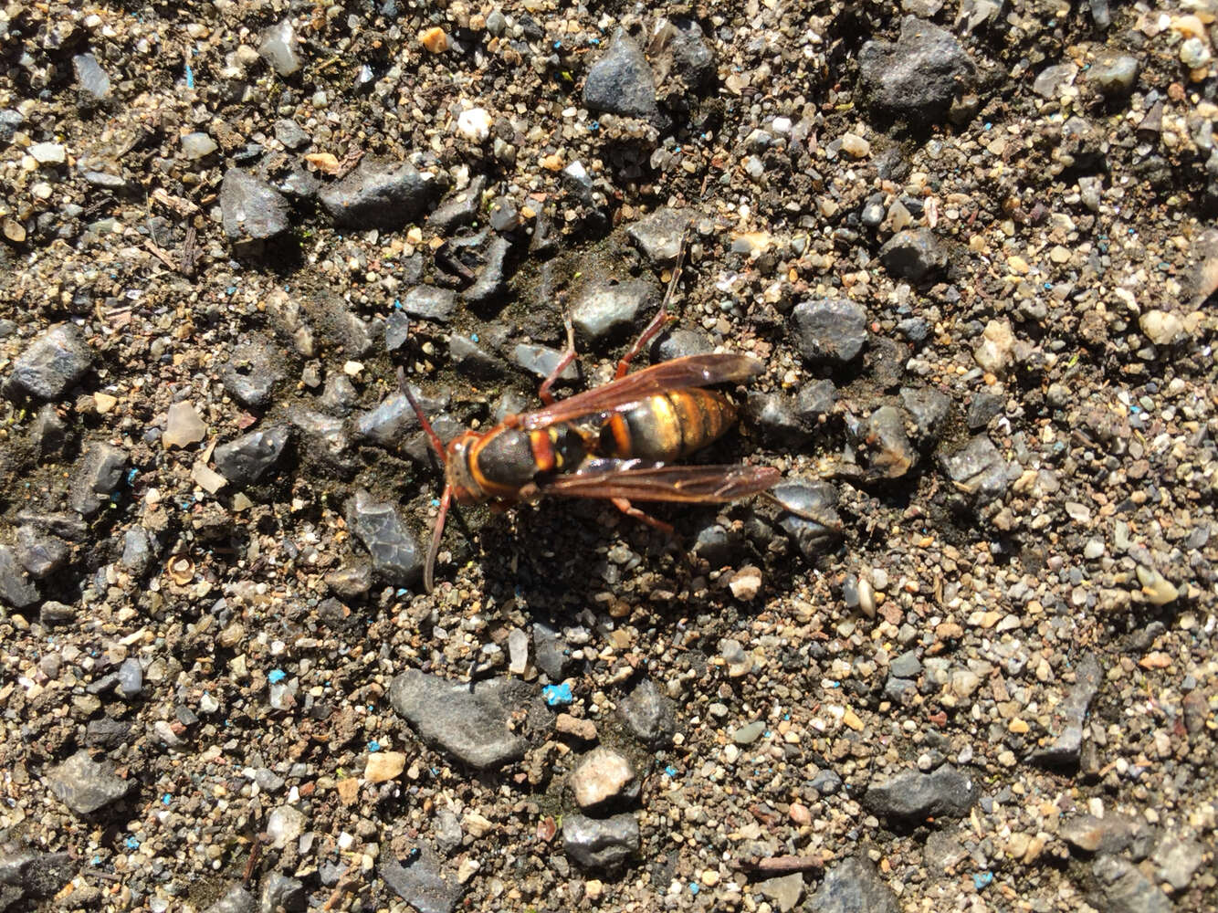 Image of Polistes nipponensis Perkins 1905