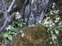 Image of Erythronium shastense D. A. York, J. K. Nelson & D. W. Taylor