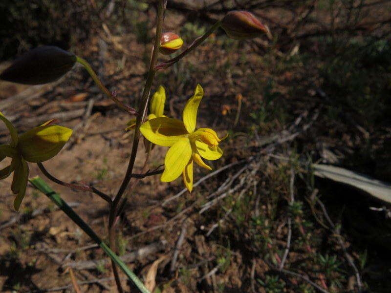 Image of Cyanella lutea L. fil.