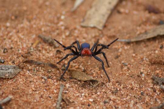 Image of Mouse spider