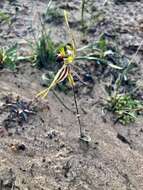 Caladenia verrucosa G. W. Carr resmi