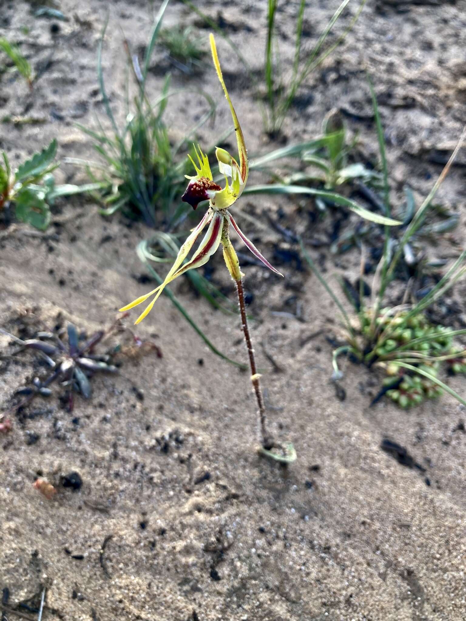 Image of Mallee spider orchid